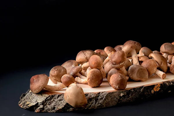 3 Best Mushrooms for Increasing Lifespan